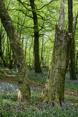 Path through bluebells