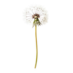A single dandelion seed head on a long stem against a black background