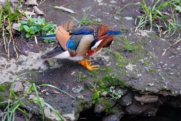 美しいオシドリ（カモ科）
英名学名：Mandarin Duck,  Aix galericulata
クレソン（アブラナ科）やフキ（キク科）が生える美しいせせらぎ。
二ヶ領用水中原区川崎市神奈川県-2025
