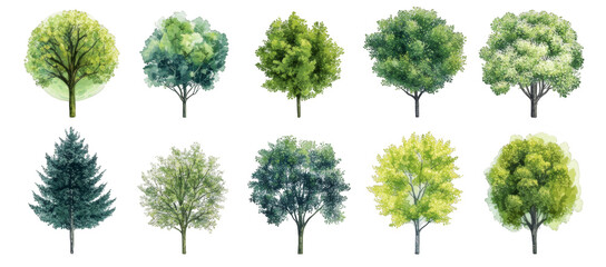 Fototapeta premium A collection of trees in various sizes and shapes