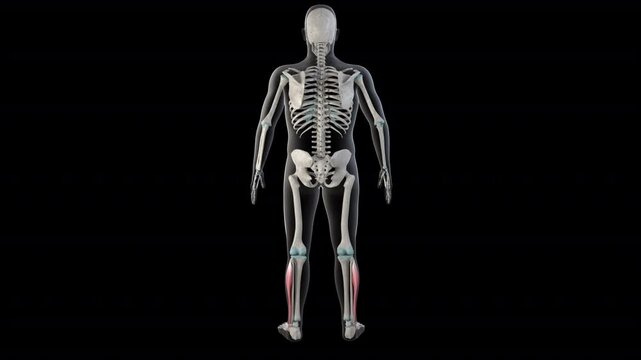 Fibularis Longus Muscles on Whole Human Body