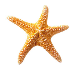 A detailed view of a sun-kissed starfish, showcasing its intricate texture and vibrant color