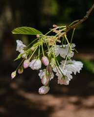 Blossom