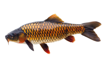 A carp fish on black background
