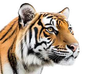 Obraz premium Bold tiger head captured in stunning detail great for logos posters or nature-themed marketing campaigns