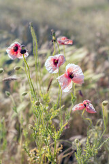 Poppy flowers in the field