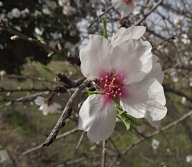 Obraz premium Almond tree flower blooming in spring