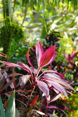 Red leaf ornamental plants exposed to sunlight and surrounded by green leaves