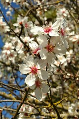Almond tree blossoming under blue sky showing delicate white flowers