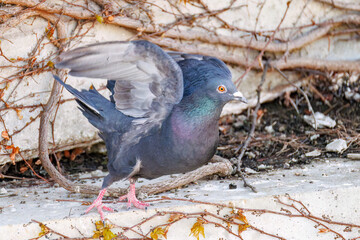 飛翔する美しいカワラバト（ハト科）。
英名学名：Rock Pigeon (Columba livia)
二ヶ領用水中原区川崎市神奈川県-2025

