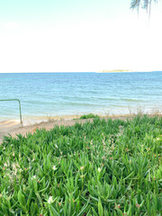 Seaside Ice Plant Succulents on Sandy Coastal Edge
