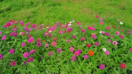 flowers in the garden 