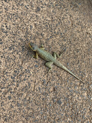 Small Lizard on Rough Stone Surface in Natural Habitat