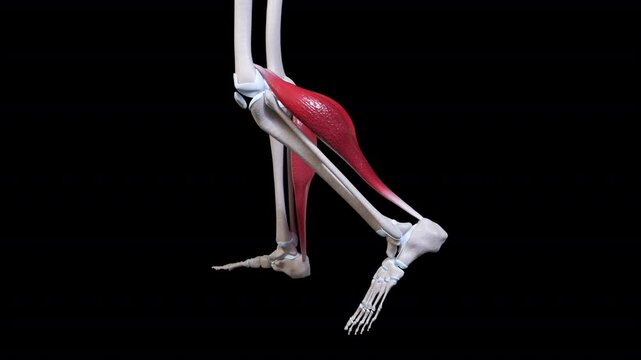 Gastrocnemius Muscle Movement Side View