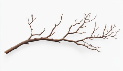 Detailed Close Up of a Single Bare Brown Tree Branch Against White Background