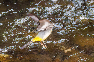 キセキレイ, Grey Wagtail (Motacilla cinerea), セキレイ科,
二ヶ領用水中原区川崎市神奈川県-2025
