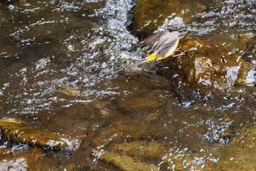 キセキレイ, Grey Wagtail (Motacilla cinerea), セキレイ科,
二ヶ領用水中原区川崎市神奈川県-2025
