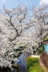 二ヶ領用水桜まつり。 用水沿いで満開に咲く美しいソメイヨシノ（桜・バラ科） 川岸でお花見宴会をする人々や 撮影する観光客もたくさんいる。 二ヶ領用水中原区川崎市神奈川県-2025 
