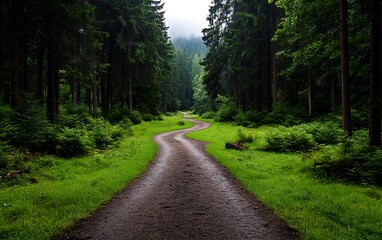 Fototapeta premium Winding Forest Path