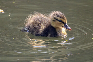 One young duckling on the Union Canal in Edinburgh Scotland 