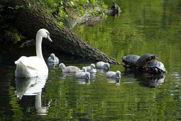 schwanenfamilie