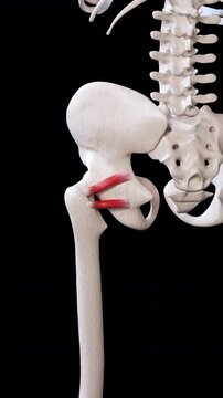 Gemellus Muscle Movement Vertical Video