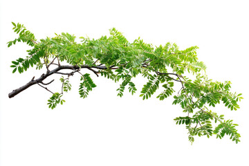 Lush green branch isolated on white background Nature photography Spring foliage
