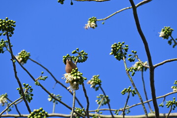 Brahminy starling or brahminy myna sitting on White Silk Cotton Tree. This bird is sucking the nectar of the flower of the White Silk Cotton Tree. Sturnia pagodarum. Member of the starling family.
