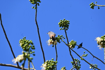 Brahminy starling or brahminy myna sitting on White Silk Cotton Tree. This bird is sucking the nectar of the flower of the White Silk Cotton Tree. Sturnia pagodarum. Member of the starling family.

