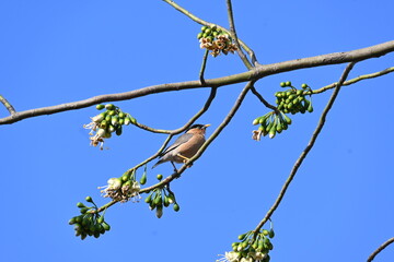 Brahminy starling or brahminy myna sitting on White Silk Cotton Tree. This bird is sucking the nectar of the flower of the White Silk Cotton Tree. Sturnia pagodarum. Member of the starling family.
