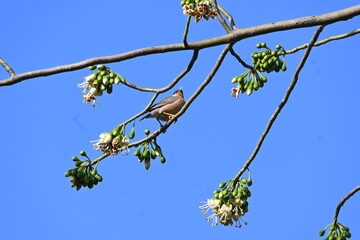 Brahminy starling or brahminy myna sitting on White Silk Cotton Tree. This bird is sucking the nectar of the flower of the White Silk Cotton Tree. Sturnia pagodarum. Member of the starling family.
