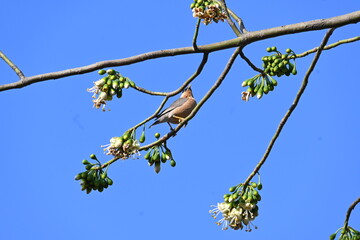 Brahminy starling or brahminy myna sitting on White Silk Cotton Tree. This bird is sucking the nectar of the flower of the White Silk Cotton Tree. Sturnia pagodarum. Member of the starling family.
