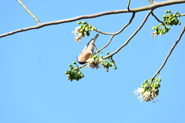 Brahminy starling or brahminy myna sitting on White Silk Cotton Tree. This bird is sucking the nectar of the flower of the White Silk Cotton Tree. Sturnia pagodarum. Member of the starling family.
