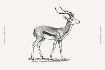 Hand-drawn vintage illustration of an antelope in engraving style. Wildlife sketch for nature, safari, and print design. © KOSIM