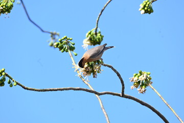 Brahminy starling or brahminy myna sitting on White Silk Cotton Tree. This bird is sucking the nectar of the flower of the White Silk Cotton Tree. Sturnia pagodarum. Member of the starling family.
