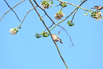 Brahminy starling or brahminy myna sitting on White Silk Cotton Tree. This bird is sucking the nectar of the flower of the White Silk Cotton Tree. Sturnia pagodarum. Member of the starling family.
