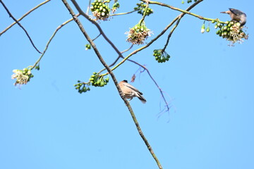 Brahminy starling or brahminy myna sitting on White Silk Cotton Tree. This bird is sucking the nectar of the flower of the White Silk Cotton Tree. Sturnia pagodarum. Member of the starling family.
