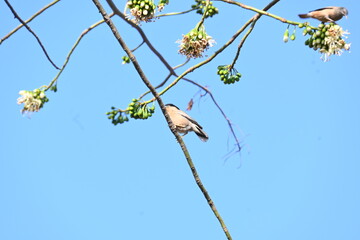 Brahminy starling or brahminy myna sitting on White Silk Cotton Tree. This bird is sucking the nectar of the flower of the White Silk Cotton Tree. Sturnia pagodarum. Member of the starling family.
