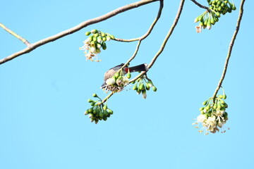 Brahminy starling or brahminy myna sitting on White Silk Cotton Tree. This bird is sucking the nectar of the flower of the White Silk Cotton Tree. Sturnia pagodarum. Member of the starling family.
