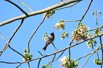 Fototapeta premium Brahminy starling&nbsp;or&nbsp;brahminy myna sitting on White Silk Cotton Tree. This bird is sucking the nectar of the flower of the White Silk Cotton Tree. Sturnia pagodarum. Member of the&nbsp;starling&nbsp;family. 