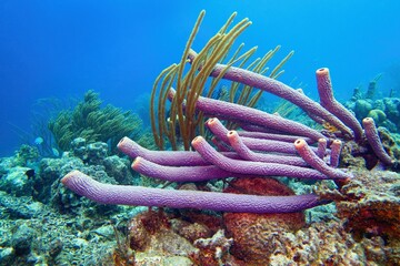 Caribbean coral reef scenery with typical stove-pipe sponge  - Aplysina archeri. Bonaire, Caribbean...