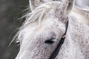 A white horse with very long eyelashes. Orlov trotter, close-up © dewessa
