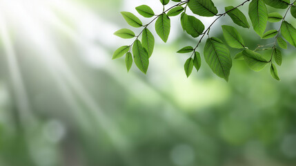 Soft sunlight penetrating verdant foliage, casting dappled shadows and illuminating woodland landscape with tranquil, ethereal spring radiance