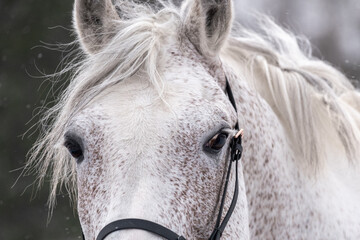 A white horse with very long eyelashes. Orlov trotter, close-up