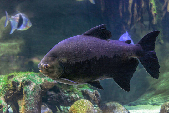 Tambaqui (Colossoma macropomum) black fish swimming in aquarium, side view