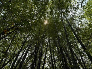 Bamboo Grove sunset green color and nature