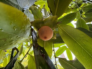 Persimmon natural food and coloring background and green leaf