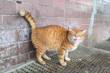 an angry ginger cat against the side of the house