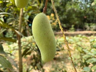 Mango Sweetness of Summer food and background