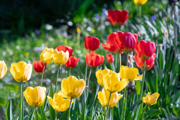 A beautiful view of a tulip field in full bloom